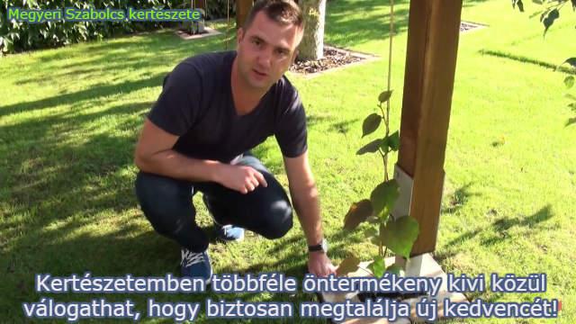 öntermékeny kivi kapható a megyeri kertészetben