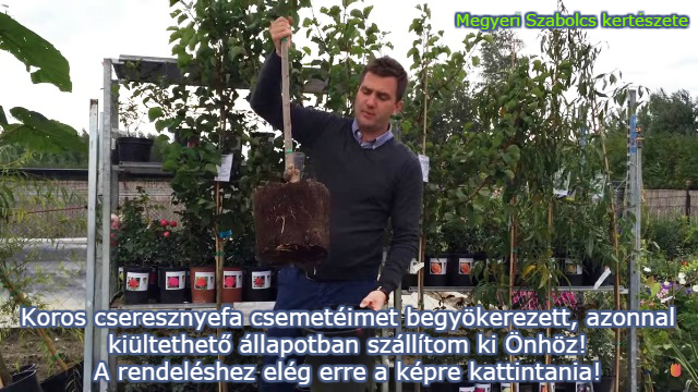 koros cseresznyefa csemete ára Megyeri kertészet