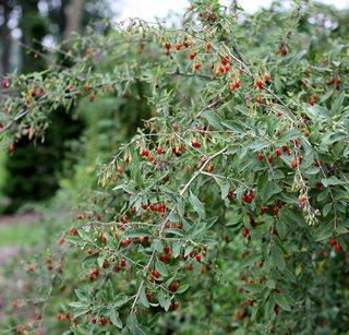 goji bogyó cserje vásárlás Goji növény rendelhető kertészetemből!