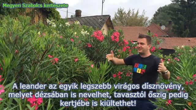 Leander különlegességek Megyeri Szabolcs kertészetében