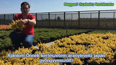 Gyöngyvessző vásárlás a Megyeri kertészetben!