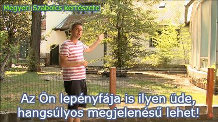 lepényfa vásárlás Megyeri kertészet