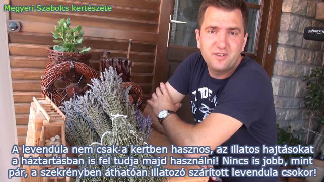 Különleges levendulák Megyeri Szabolcs kertészetében