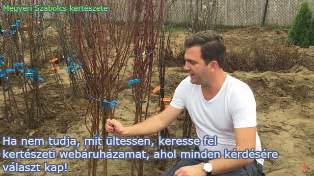 Mit ültessek a kertembe?