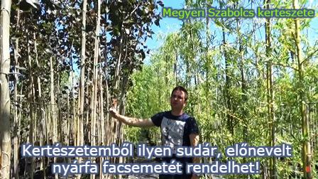 nyárfa facsemete vásárlás Megyeri kertészet