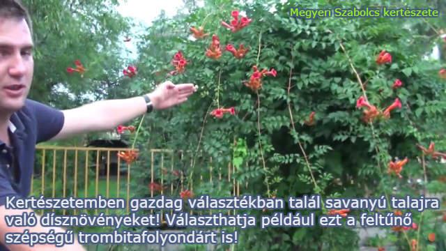 savanyú talajra való növények