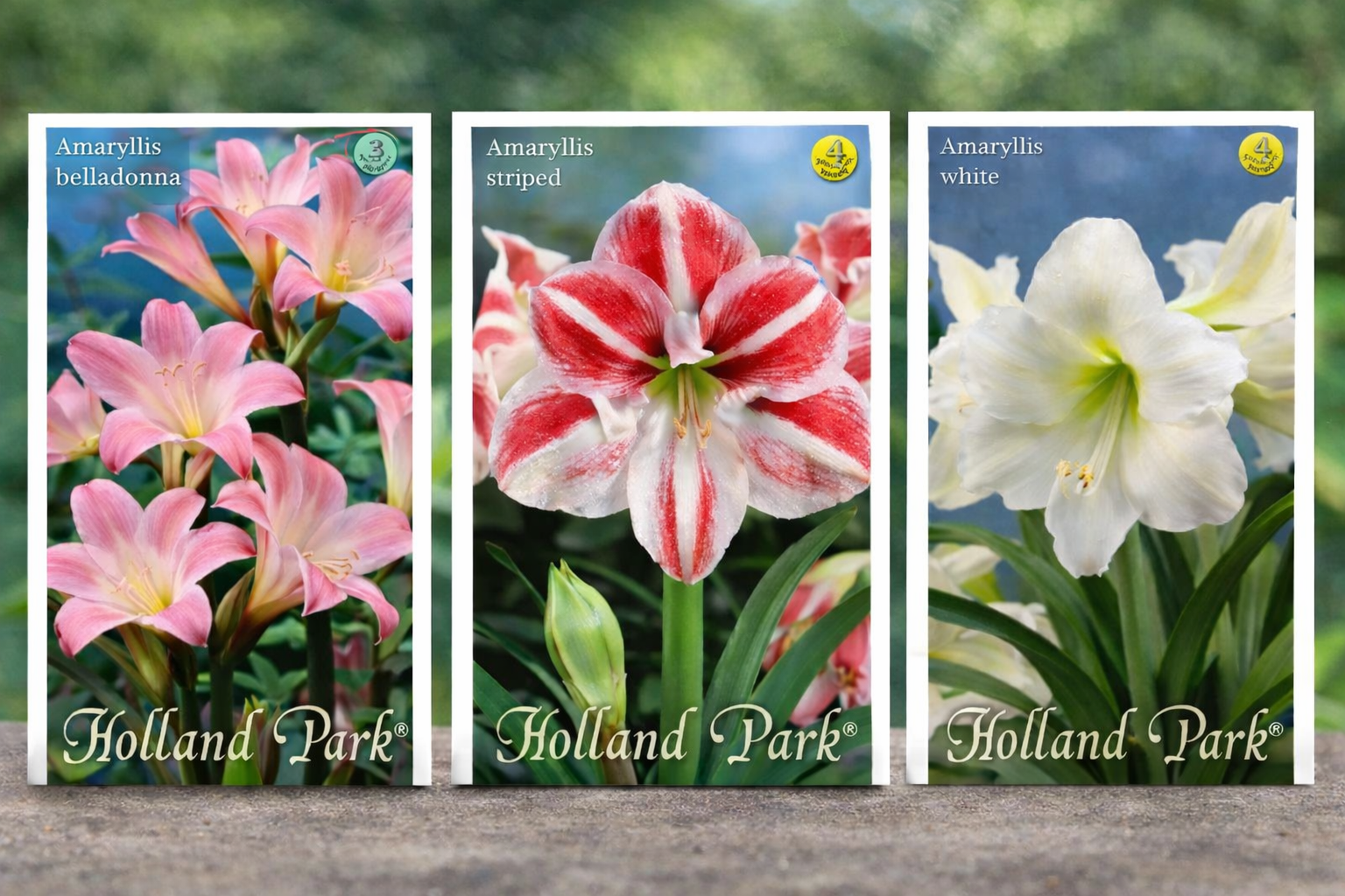 Virágzó amarillisz (Hippeastrum) a kertben