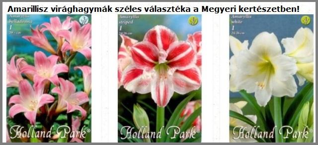 Amarillisz virághagyma vásárlás a Megyeri kertészetben!