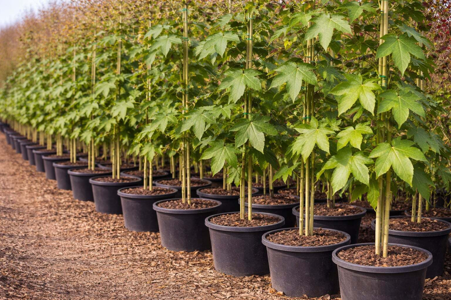 Ámbrafa (Liquidambar) díszfa a kertben