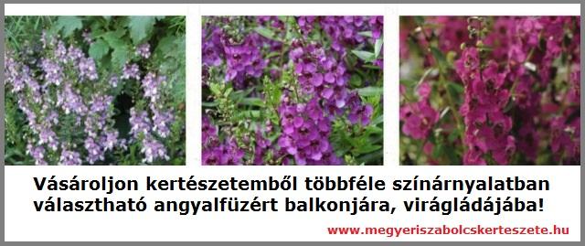 Angyalfüzér vásárolható kertészetemben!