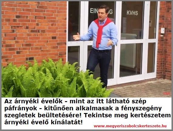 Árnyéki évelők széles választéka kertészetemben!