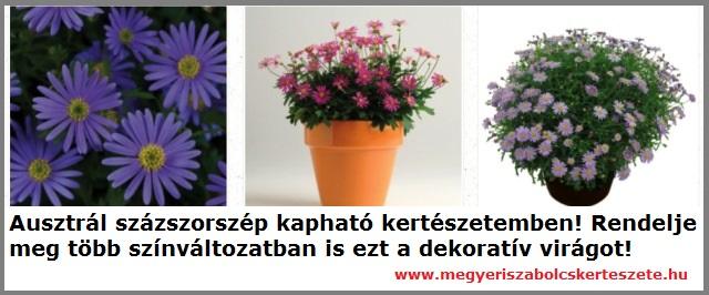 Ausztrál százszorszép kapható kertészetemben!