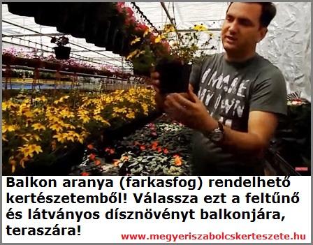 Balkon aranya rendelhető kertészetemből!
