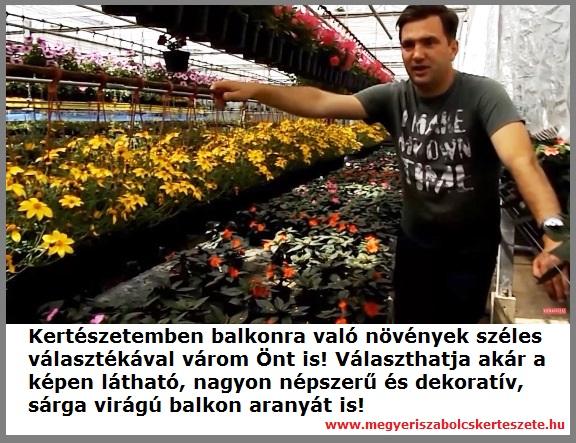 Balkonra való növények széles választéka a Megyeri kertészetben!