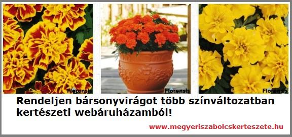 Bársonyvirág rendelhető a Megyeri kertészetből!