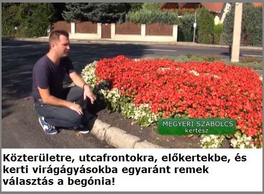 Begónia változatos színekben kapható kertészetemben!