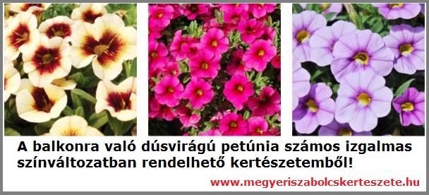 Dúsvirágú petúnia kapható kertészeti webáruházamban!