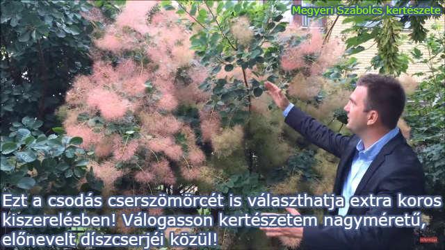Koros, előnevelt díszcserjék a Megyeri kertészetben!