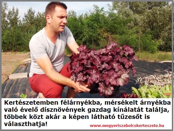 Félárnyékba való évelők kertészetemben!