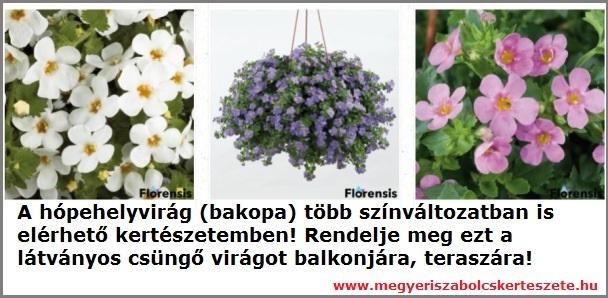 Hópehelyvirág rendelhető a Megyeri kertészetből!