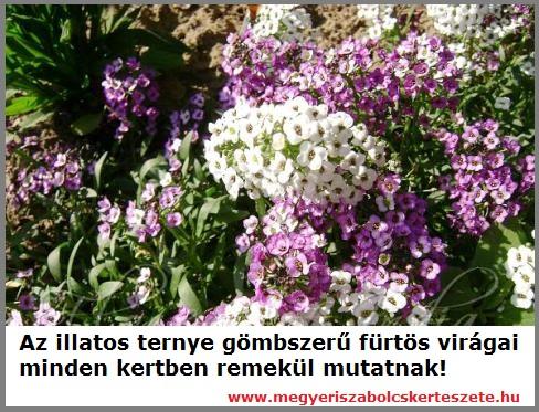 Illatos ternye vásárolható kertészeti webáruházamban!