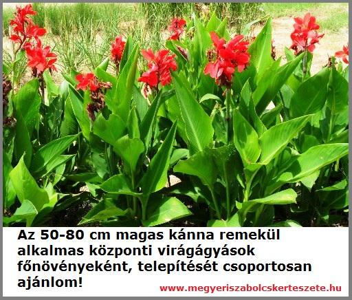 Kertészetemben a kánna több színben is kapható!