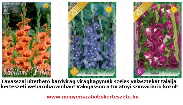 Kardvirág virághagyma vásárlás a Megyeri kertészetben