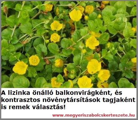 Lizinka kapható kertészetemben!