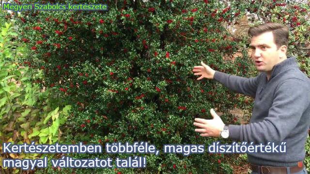 Magyal változatok kaphatók kertészetemben!
