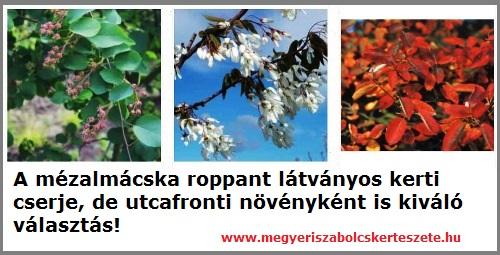 Mézalmácska kapható kertészeti webáruházamban!