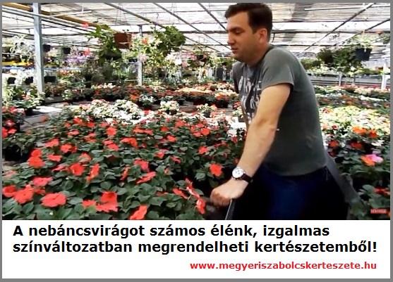 Nebáncsvirág kapható kertészetemben!