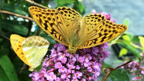 Virágzó nyári orgona cserje a kertben