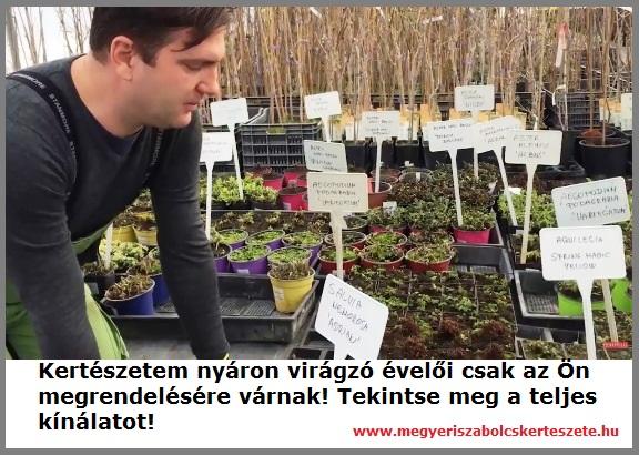 Válogasson kertészetem nyáron virágzó évelői közül!