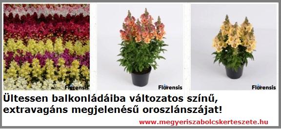 Oroszlánszáj kapható kertészetemben!
