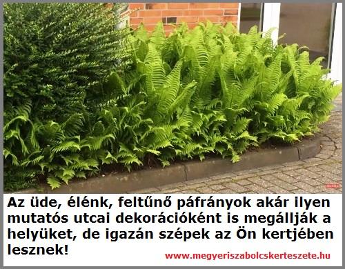Páfrány fajták kaphatók kertészeti webáruházamban!