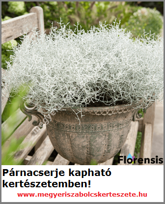 Párnacserje kapható a Megyeri kertészetben!