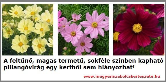 Pillangóvirág kapható kertészetemben!