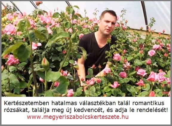 Romantikus rózsák széles választéka kertészetemben!