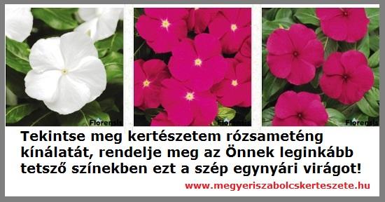 Rózsameténg kapható kertészeti webáruházamban!