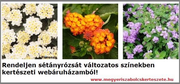 Sétányrózsa rendelhető kertészeti webáruházamból!