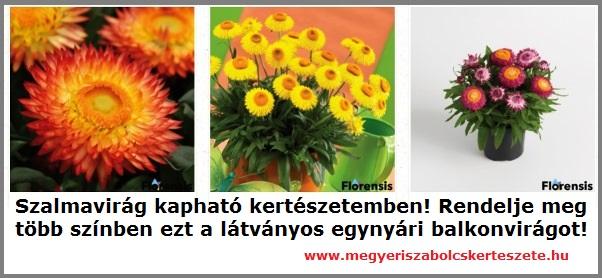 Szalmavirág kapható kertészetemben!