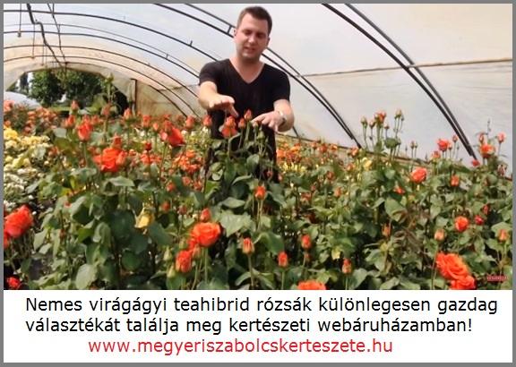 Teahibrid rózsák széles választéka a Megyeri kertészetben!