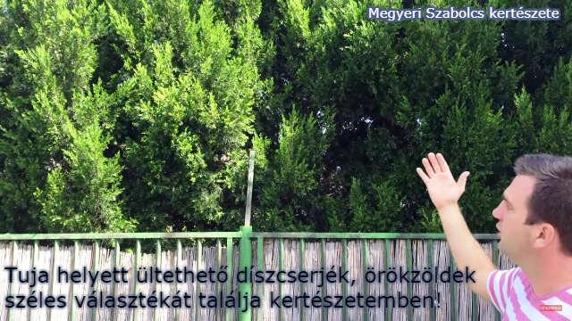 Tuja helyett ültethető növények a Megyeri kertészetből