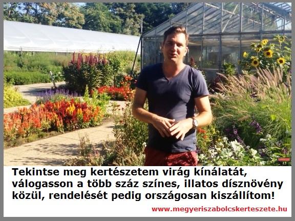 Élő virágok rendelése Megyeri Szabolcs kertészetéből!