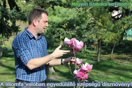 liliomfa vásárlás Megyeri kertészet