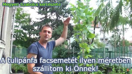 tulipánfa vásárlás Megyeri kertészet