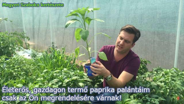 paprika palánta rendelés Megyeri kertészet