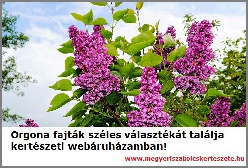 Orgona fajták széles választéka kertészetemben!