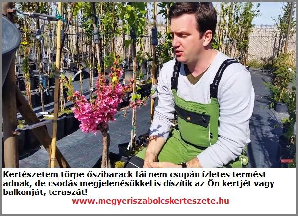 Törpe őszibarack facsemeték a Megyeri kertészetben!