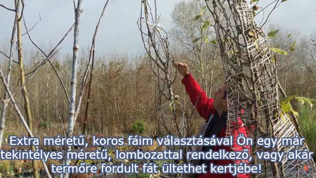 extra méretű, koros facsemete eladó